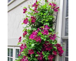 Clematis Rouge Cardinal - Klimplant  | Karmozijnrood bloeiend, Meerjarig en Winterharde Tuinplant | 1,5 liter pot