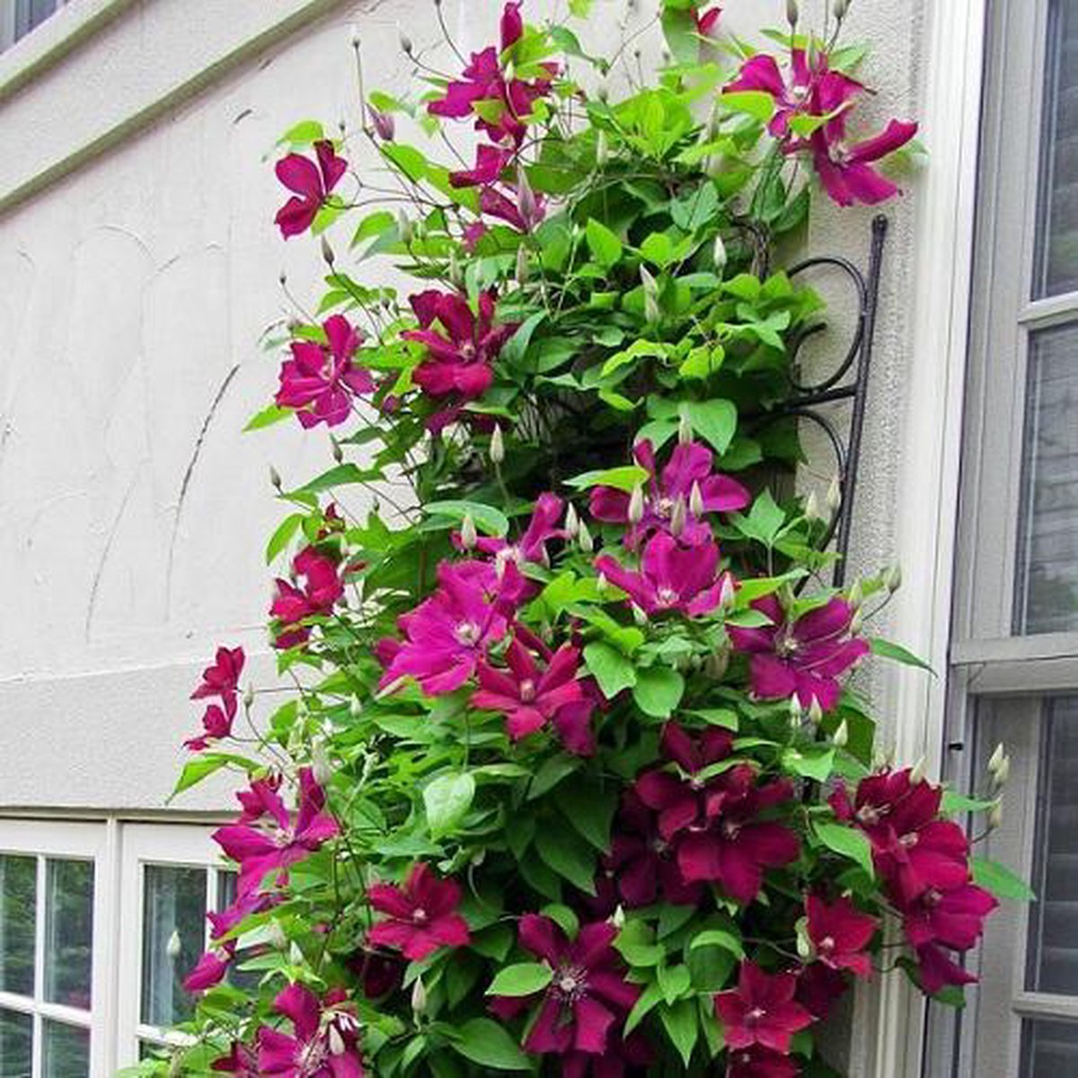 3 x Clematis Rouge Cardinal: 3 halen/2 betalen - Set van 3 Klimplanten  | Karmozijnrood bloeiend, Meerjarig en Winterharde Tuinplanten | 3 x 1,5 liter pot