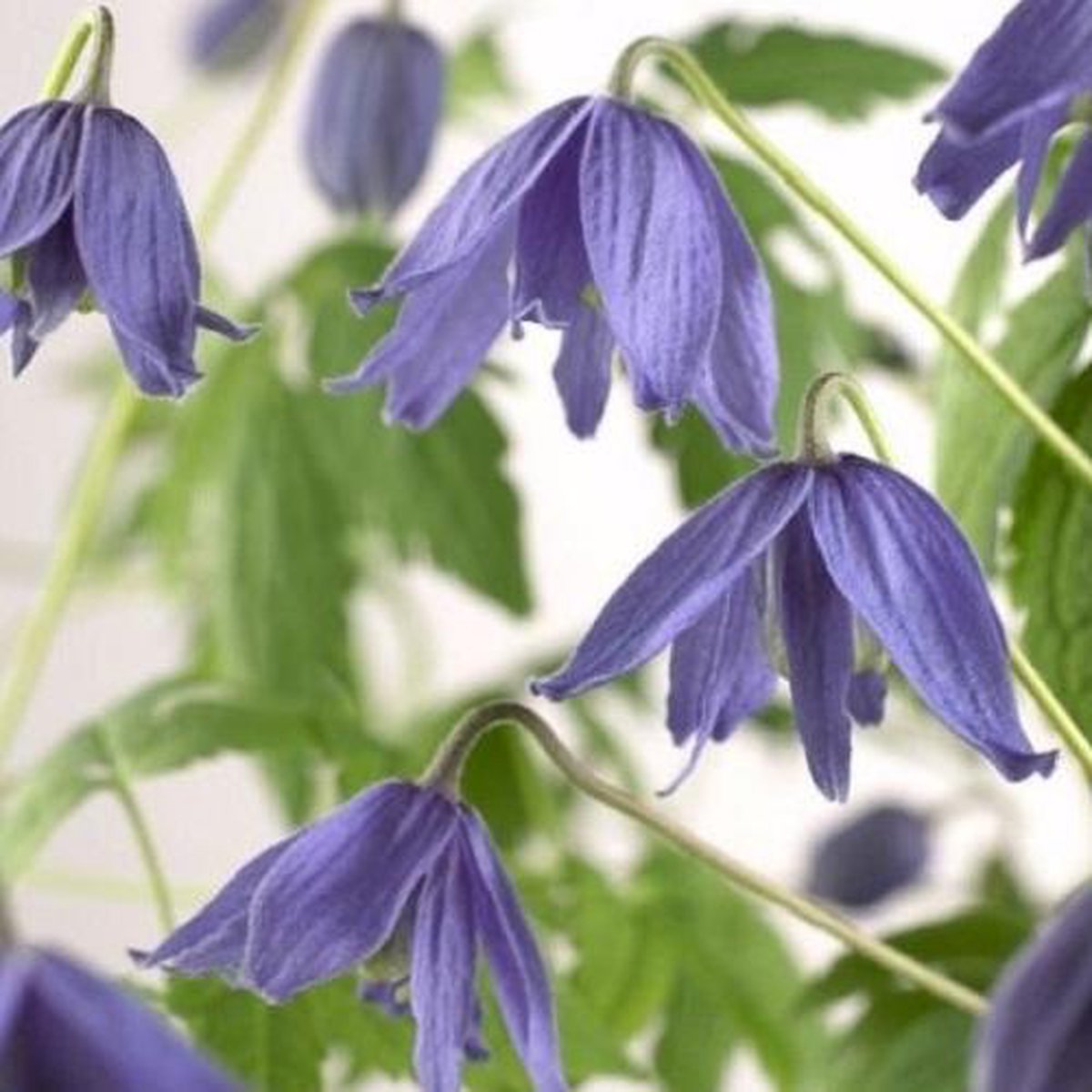3 x Clematis Macropetala: 3 halen/2 betalen - Klimplant - Blauw, Meerjarig en Winterhard | 3 x 1,5 liter pot