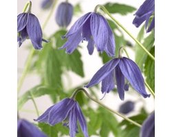 3 x Clematis Macropetala: 3 halen/2 betalen - Klimplant - Blauw, Meerjarig en Winterhard | 3 x 1,5 liter pot