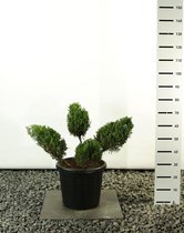 Juniperus media 'Mint Julep' Multiplateau 4-takken; Totale hoogte ±90 cm incl. Ø 36cm pot | Bonsai | Jeneverbes | Vormsnoei