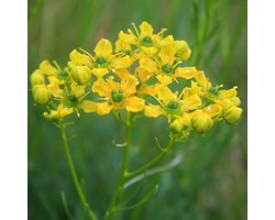 6 x Ruta Graveolens - Wijnruit pot 9x9cm, aromatisch en decoratief