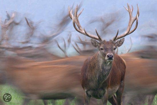 Een mannetjeslibel met grote geweien kijkt naar de camera, met een wazige kudde libellen op de achtergrond.
