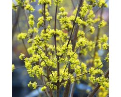 Cornus mas - Gele Kornoelje - 40-60 cm in pot: Struik met vroege gele bloemen in de lente en eetbare rode vruchten.