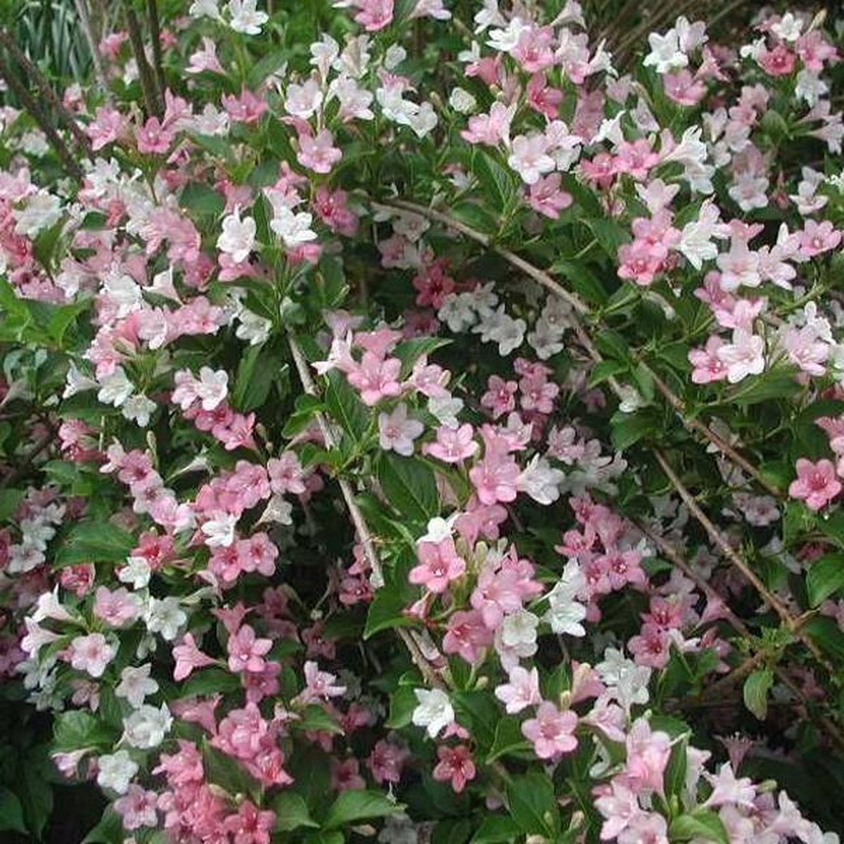 Weigela Carnaval ('Courtalor') Weigela carnaval 'Courtalor' 5060 cm