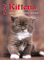 Kittens 24x33 Kalender 2020