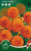 Dahlia Pompon Bloembol - New Baby - Oranje