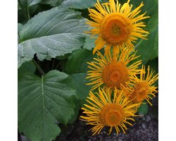 6 x Telekia Speciosa - Koeieoog pot 9x9cm - Grootbloemige Borderplant