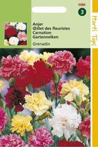 Hortitops Zaden - Dianthus Caryophyllus Grenadin Gemengd