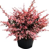 Berberis Thunbergii 'Rose Glow' - Zuurbes - 30-40 cm pot: Bladeren met roze-paarse marmering