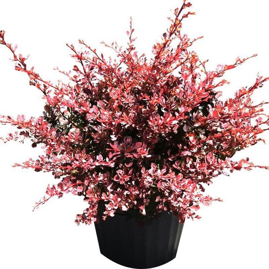 Image of Berberis thunbergii rose glow in pot