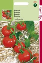 Hortitops Zaden - Tomaten St. Pierre grote vollegrondse