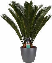 Kamerplant van Botanicly – Varenpalm incl. sierpot antraciet als set – Hoogte: 65 cm – Cycas Revoluta