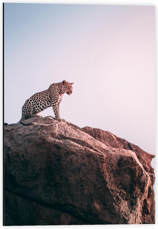 Dibond - Luipaard Op een Rots - 40x60cm Foto op Aluminium (Wanddecoratie van metaal)