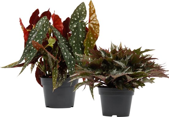 Begonia Maculata met Begonia Sumatra combinatie 2 stuks - Hoogte 40cm Potmaat 17 - Bektas Plants