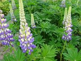 6x Lupine (Lupinus 'The Governor') - P9 pot (9x9)