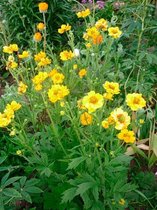 6x Nagelkruid (Geum chiloense ‘Lady Stratheden’) - P9 pot (9x9)