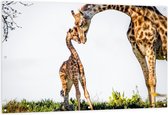 Tuinposter – Knuffelende Giraffen  - 150x100cm Foto op Tuinposter  (wanddecoratie voor buiten en binnen)