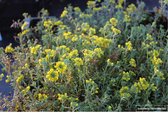 6x Alyssum montanum 'Berggold' - Schildzaad - P9 pot 9x9 cm