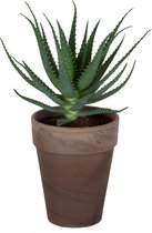 FloriaFor - Aloë Arborescens Met Bruin Grijze Terracotta Pot - - ↨ 45cm - ⌀ 21cm
