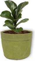 Kamerplant Ficus Bambino – Vioolplant - ± 30cm hoog – 12 cm diameter - in groene sierzak