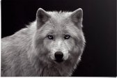 Poster Witte Wolf