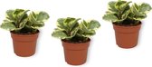 Set van 3 Fruitplanten - Peperomia Obtusfoia Variegata - ± 20cm hoog - 12cm diameter