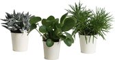 Mini Green | Trio Eden Colection ® in zomers zink (creme)
