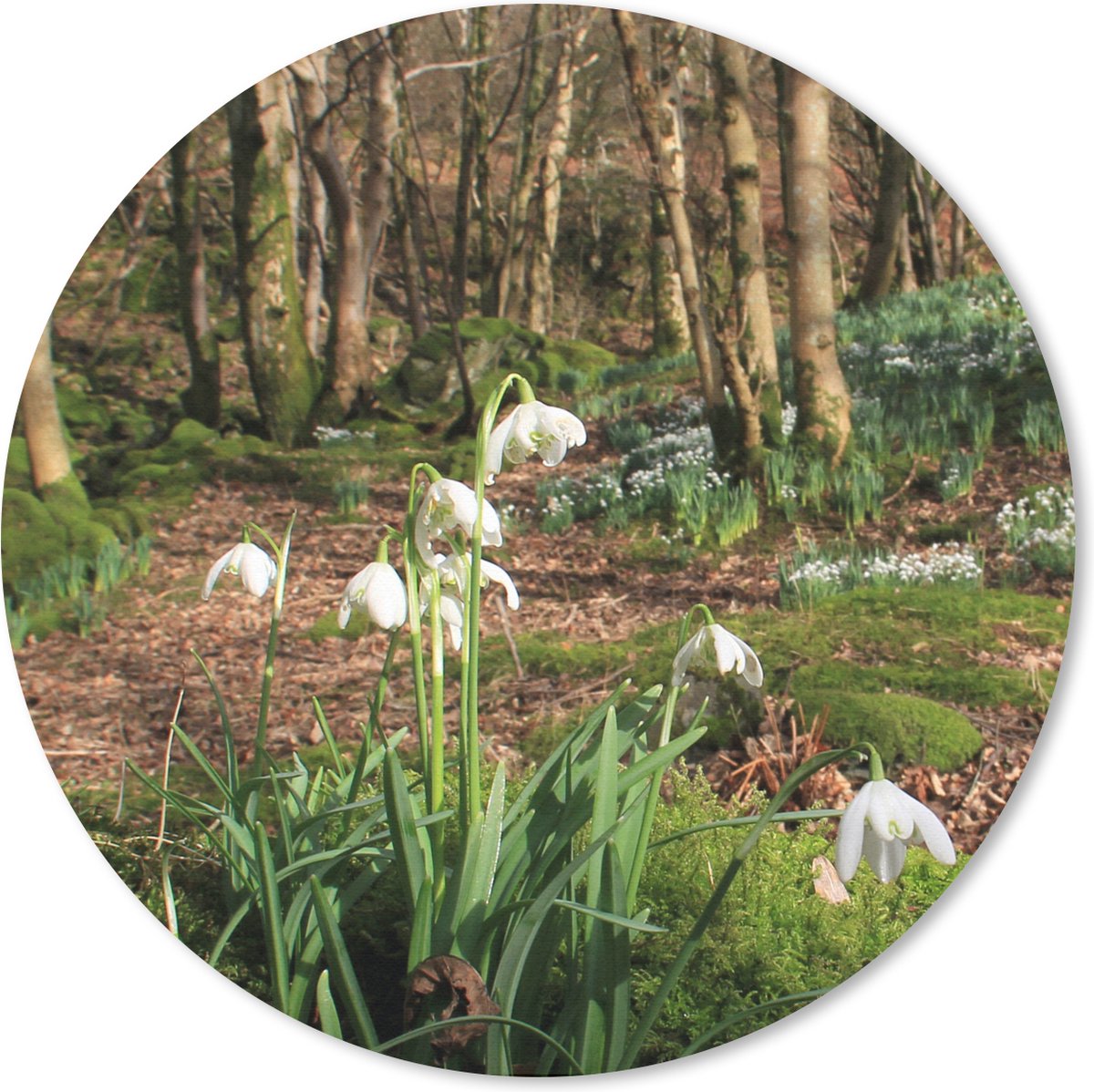 Muismat rond 30x30 cm - Mousepad Bos in Borrowdale met sneeuwklokjes - Ronde muismatten