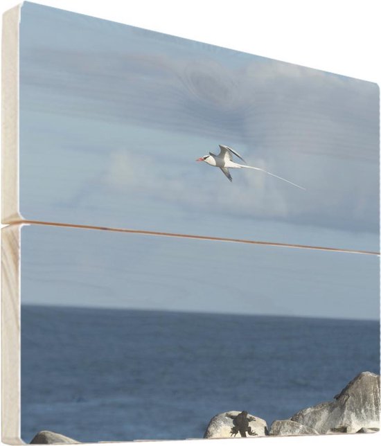 Roodsnavelkeerkringvogel op hout - 50x50 - Roodsnavelkeerkringvogel vliegt over de rotsen bij de zee Vurenhout met planken - foto/schilderij op hout