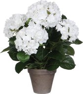 Décorations mica hortensia blanc en pot gris stan d13.5 Dimensions en cm: 45 x 45