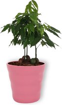 Kamerplant Castanospermum Australe - Australische Kastanje - ↕ ± 25cm - Ø 12cm - in roze pot