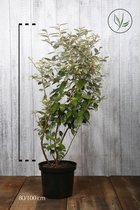 10 stuks | Olijfwilg, Zilverbes Pot 80-100 cm - Bloeiende plant - Geschikt voor tuinen aan zee - Grootbladig - Vruchtdragend - Wintergroen