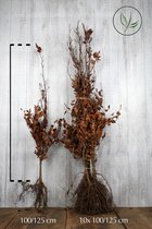 25 stuks | Rode beuk Blote wortel 100-125 cm Extra kwaliteit - Bladverliezend - Populair bij vogels - Prachtige herfstkleur - Snelle groeier