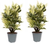 2x Kamerplant Croton Tamara – Wonderstruik – 50cm hoog – 12cm diameter