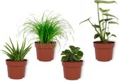 Set van 4 Kamerplanten - Aloe Vera & Peperomia Green Gold & Cyperus Zumula & Monstera Deliciosa - ± 25cm hoog - 12cm diameter