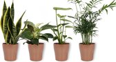 Set van 4 Kamerplanten - Monstera Deliciosa & Philodendron White Wave & Chamaedorea & Sansevieria Superba  - in koperkleurige pot - ± 25cm hoog - 12cm diameter