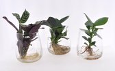 Varens van Botanicly – 3 × Areca Dypsis, Chlorophytum Atlantic, Spathiphyllum Yes incl. designe glas als set – Hoogte: 45 cm