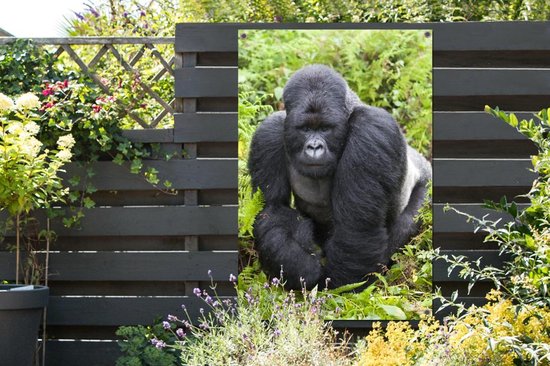 Un Gorilla promène dans les feuilles vertes Affiche de jardin 80x120 cm - Toile de jardin / Toile d'extérieur / Peintures pour l'extérieur (décoration de jardin)