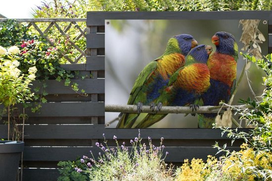 Deux Loris des montagnes bleues avec un garçon en Australie Affiche de jardin 120x80 cm - Toile de jardin / Toile d'extérieur / Peintures pour l'extérieur (décoration de jardin)