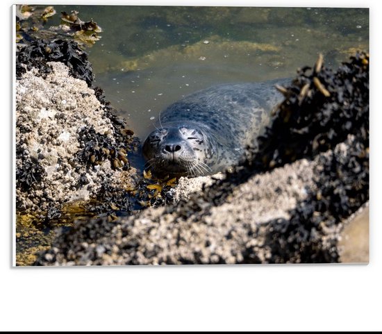 Forex - Zeehond in het Water bij Rosten - 40x30cm Foto op Forex