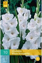 X 10 GLADIOLUS WHITE PROSPERITY 12/14