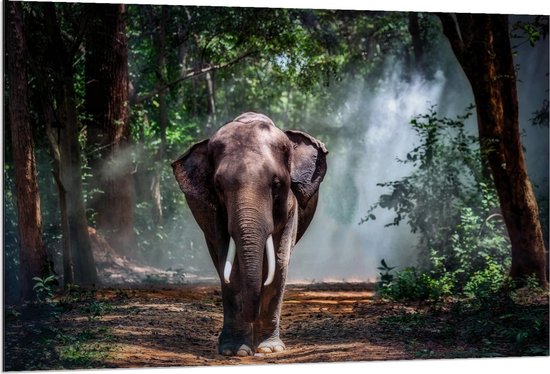 Dibond - Olifant wandelend op Bospad - 120x80cm Foto op Aluminium (Met Ophangsysteem)