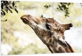 Tuinposter – Giraffe Snakkend naar Bladeren - 150x100cm Foto op Tuinposter  (wanddecoratie voor buiten en binnen)