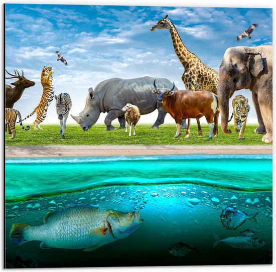 Dibond - Verschillende Dieren ter Land en Water - 50x50cm Foto op Aluminium (Met Ophangsysteem)