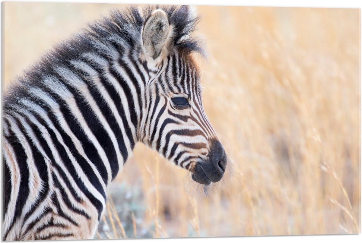 Acrylglas - Baby Zebra in Hoge Grassen - 90x60cm Foto op Acrylglas (Wanddecoratie op Acrylglas)