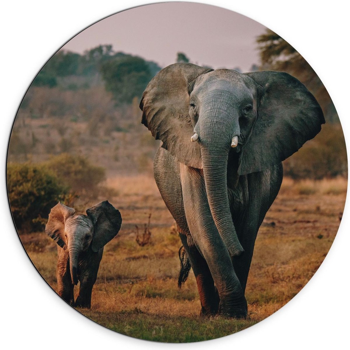 Dibond Wandcirkel - Olifant met Haar Baby lopend over Landschap - 70x70cm Foto op Aluminium Wandcirkel (met ophangsysteem)