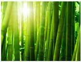 Artgeist Zon en Bamboe Vlies Fotobehang 200x154cm 4-banen