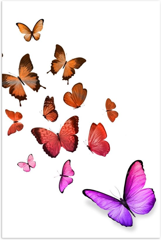 Poster – Groep Vlinder op Witte Achtergrond - 100x150cm Foto op Posterpapier