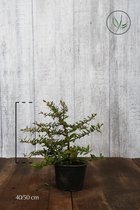10 stuks | Vuurdoorn 'Red Cushion' Pot 40-50 cm - Bloeiende plant - Geschikt als lage haag - Populair bij vogels - Vruchtdragend - Wintergroen